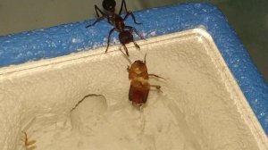 Один из крупнейших муравьев в мире! Муравей-бульдог (Австралия) / Myrmecia pavida ants (Australia)