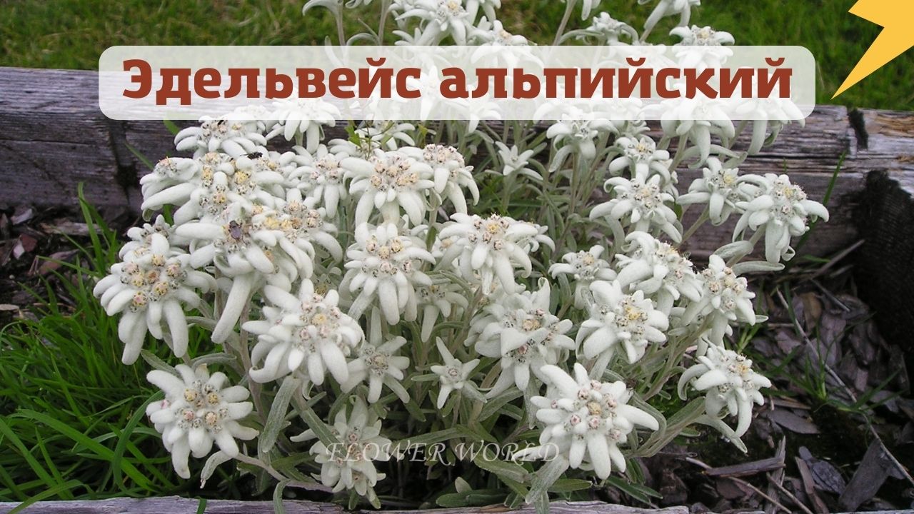 Эдельвейс альпийский.?