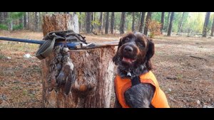 Осенняя охота на вальдшнепа 2021 распечатали сезон