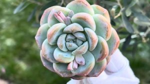 Echeveria Ice Green