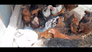 ??Наседка с цыплятами/первое кормление /? Mother hen with chickens/first feeding