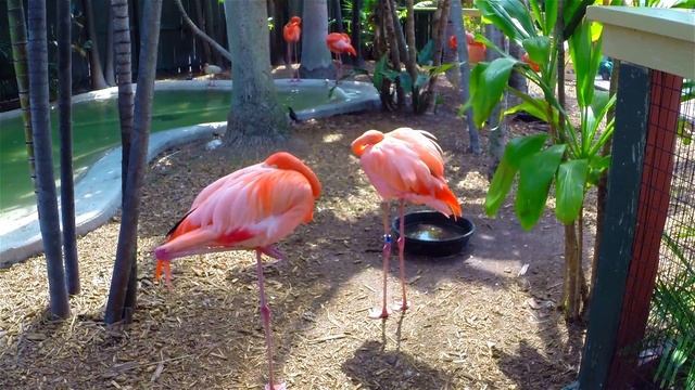 Океанариум Майами Флорида смотреть онлайн