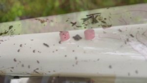 Mein neues eBike Focus Thron² 6.9 E-Bike | Vielseitigkeit, Power & Komfort im Test