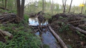 Охота на бобра весной 2020 . Охота на бобра с арбалетом или охота с луком. @AlwaysAloneNo1