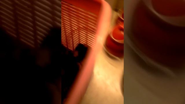 02.11.18 видео ч.1 (читайте описание) из хроники Персика, Алины и моей. смотреть онлайн