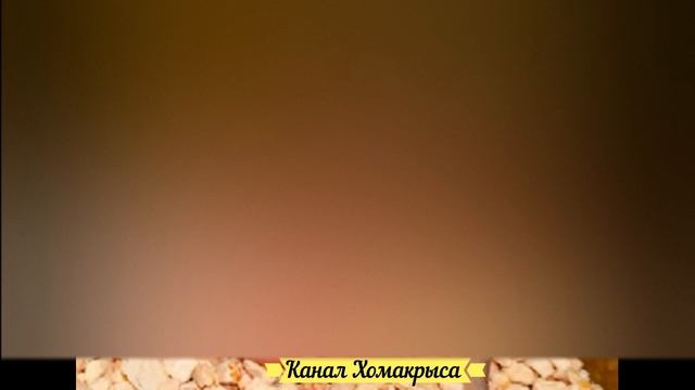 Ультразвук от мышей и крыс Отпугиватель грызунов Как избавиться от мышей и крыс Самый противный зву