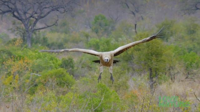 Young Hyena Fights A Hundred Vultures For Food смотреть онлайн