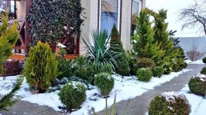 Дерево Счастья в Моём Саду ? Юкка Садовая ✅ Особенности Выращивния и ухода #garden #сад #юкка