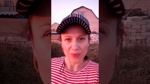 Как посадить чуфу. Чуфа, земленой миндаль.