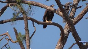 SWFL Eagle Cam 5-15-23.  E22's busy morning: Pond Exploration, Fishing Practice. Soaring, Eating!