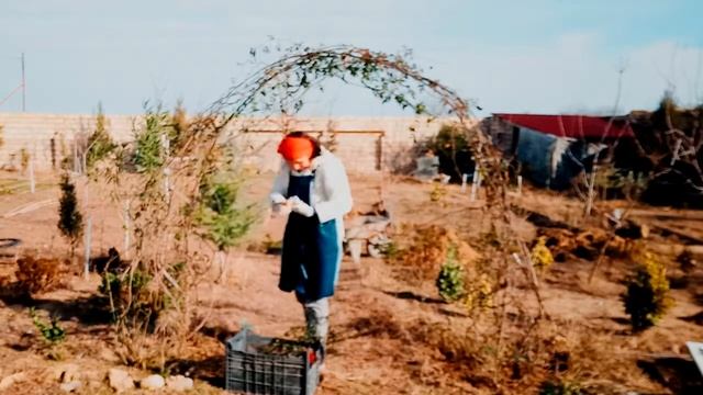 Арки из вьющихся роз - зимний уход смотреть онлайн