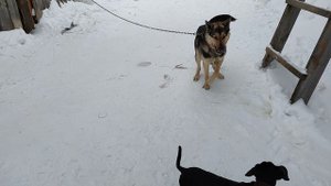 собаки