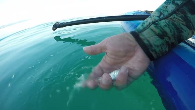 В Чёрном море поймали монстра! смотреть онлайн