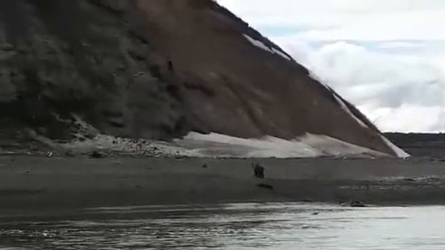 Медведь напал на мужика . Порвал лодку. смотреть онлайн