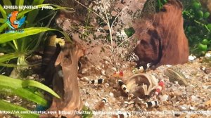 аквариумная  улитка теломилания Tylomelania