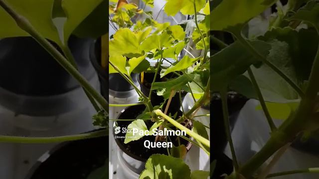 Pac Salmon Queen