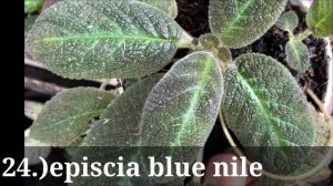 Episcia Plants with names//mga pangalan ng halaman//yeshies vlog