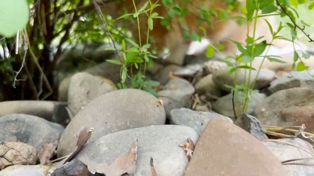 Кошки-мышки. Как кошка учит котят ловить мышей. смотреть онлайн