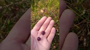 Ходить или нет в лес в праздник Воздвижения