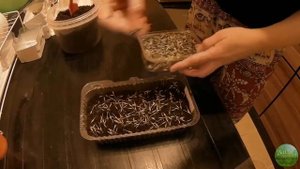Эффективный способ посадки бархатцев: перекись творит чудеса!