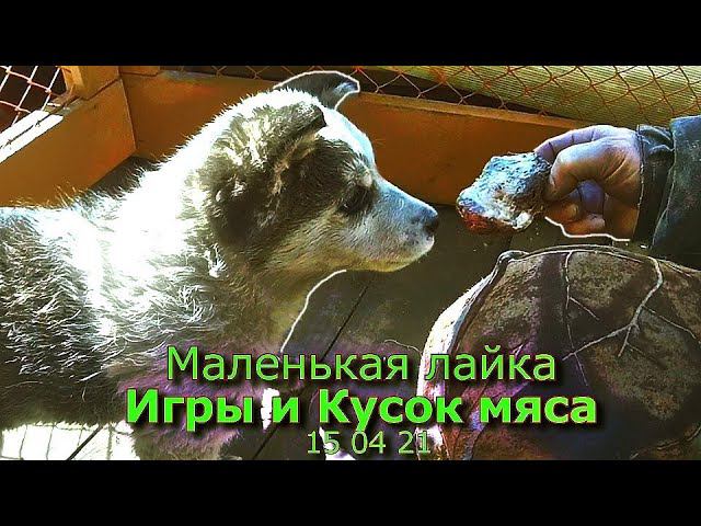 Маленькая лайка Игры и Кусок Мяса 12 04 21