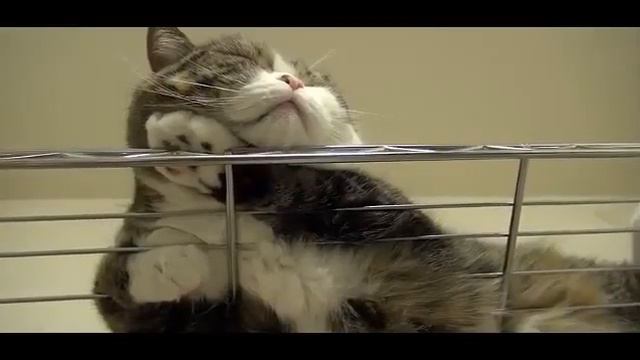 Жизнь замечательных животных!! смотреть онлайн