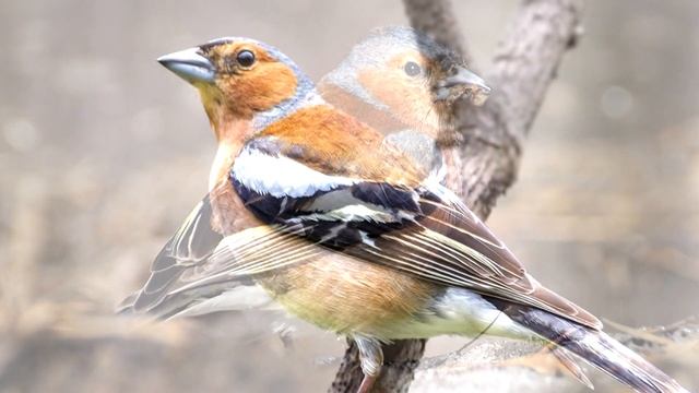 Зяблик - интересные факты (Фото, Видео, Голос птицы) смотреть онлайн