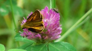 Бабочка. Толстоголовка запятая ( Hesperia comma )