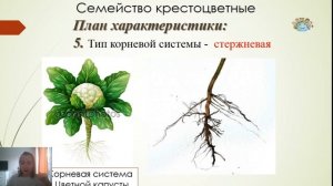 6 Класс- Биология - Тема: Двудольные растения. Семейство Крестоцветные (Капустные). 14.04.20