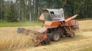 Niva SK-5 harvesting wheat 2019