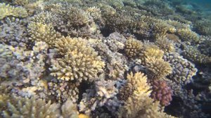 Makadi bay coral reef Макади бей кораллы Jaz makadi oasis saraya