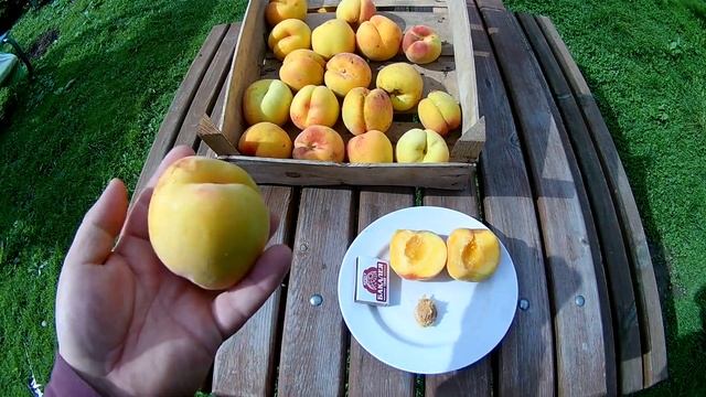 Сорт персика ДОНЕЦКИЙ ЖЕЛТЫЙ смотреть онлайн