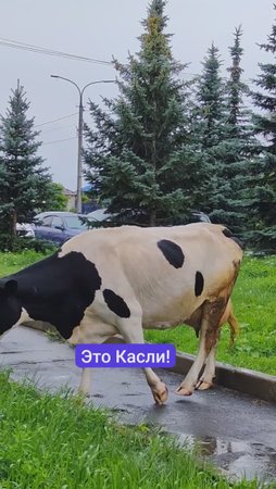 В Каслях коровы пасутся прямо у здания районной администрации