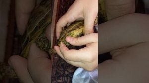 Инъекция кальция борглюконат п/к среднеазиатским черепахам.