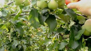 Яблочный спас. Яблоки на Урале в августе. Урожайность разных сортов, размер плодов.