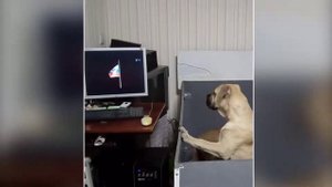 Как собаки кадебо слушают гимн России в новый год (ка де бо, ка-де-бо, ca de bou)