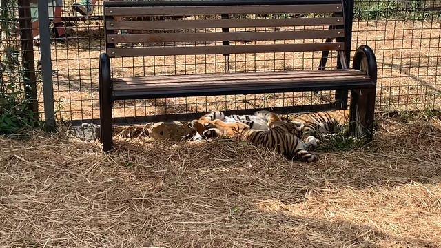 Крым. Белогорск. Тайган 26 смотреть онлайн