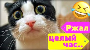 Смешные видео про котов и кошек! Смешные видео! Приколы про котов! Выпуск №7