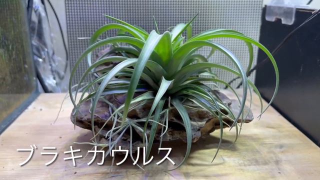 エアープランツのコルク・板・流木・岩に着生/全て見せます смотреть онлайн