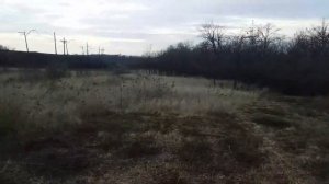 Метис Алабая и Немецкой овчарки  .