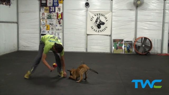 THE MOST IMPORTANT COMMAND IN DOG TRAINING || Ivan Balabanov's "Teaching The Out Command" смотреть онлайн