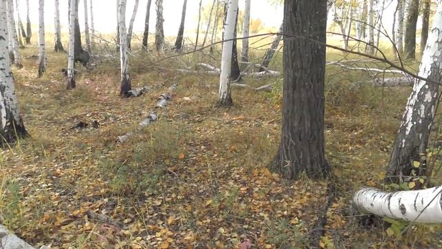 БАБЬЕ ЛЕТО. ИДУ ПО ОСЕННИМ ПОЛЯМ. ВИДЕЛ БЕРКУТА И ОРЛАНА смотреть онлайн