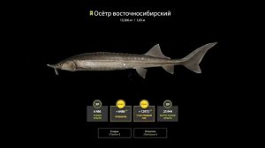 Русская Рыбалка 4 Ловля осетра,стерляди и сома амурского на Тунгуске