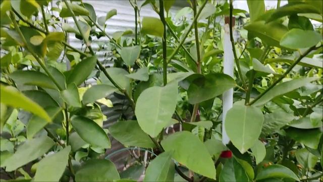 Bearss lime\Tahitian lime & C. sinensis "Fragola" Собираю плоды : Таити лайм и апельсин Фрагола смотреть онлайн