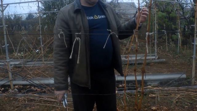 Обрезка винограда 29 10 2019 г смотреть онлайн