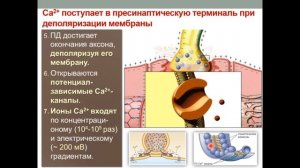 Синаптическая передача
