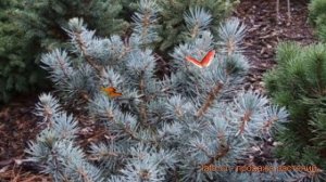 Ель колючая Мекки (picea mecki) ? колючая ель Мекки обзор: как сажать, саженцы ели Мекки
