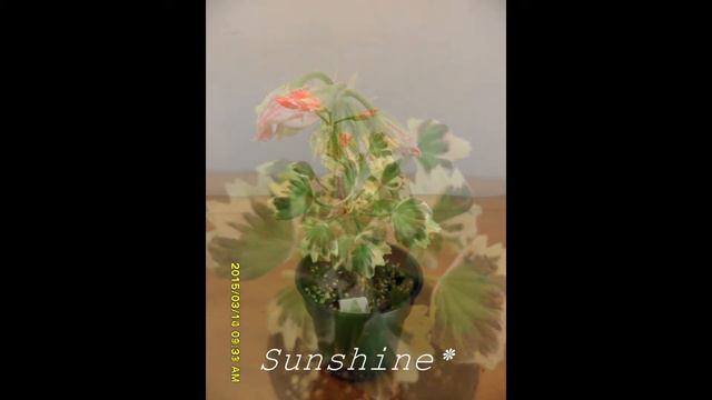 24. Silver Southford (2014~2015) 실버 사우스포드 Pelargonium смотреть онлайн