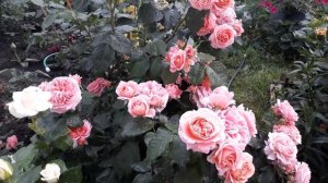 Супер цветение .Роза Mary Ann ( Мэри Энн,)Тантау 2010