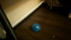 Купил прогулочный шар для Хомяка!